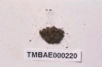 藏品(葫蘆苔)的圖片